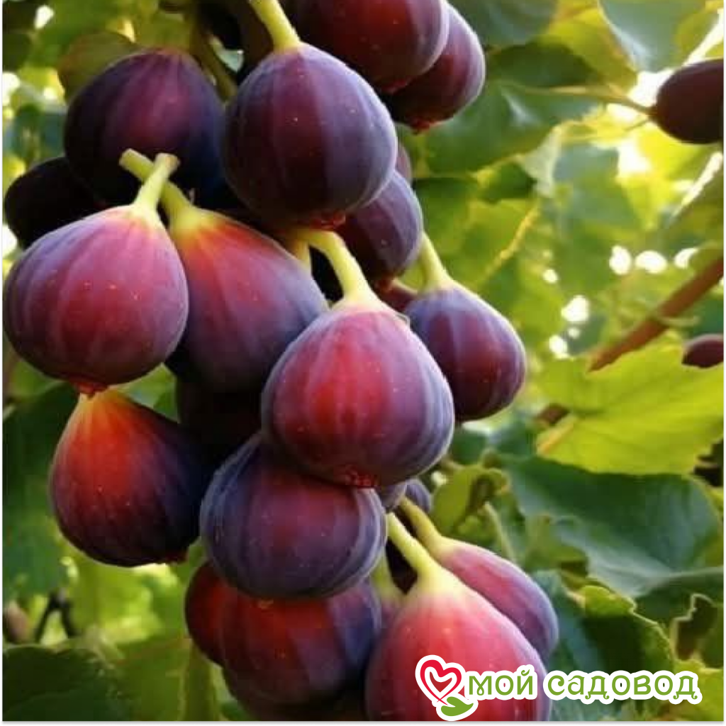 Инжир Медовый